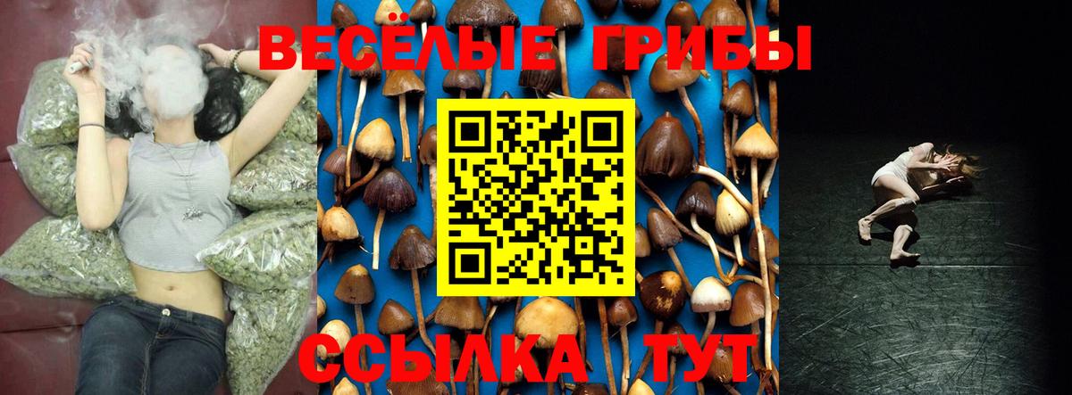 Галлюциногенные грибы Psilocybe Дмитров